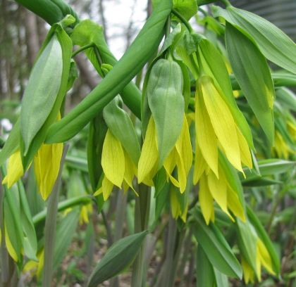 Uvularia grandiflora